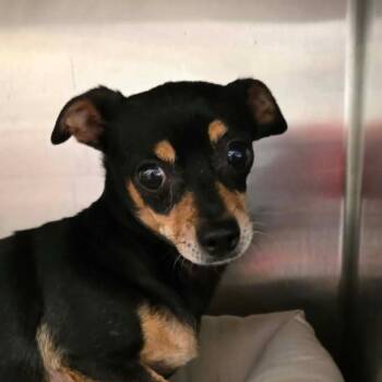 No Hands OS AZ -  Chihuahua Dog for Adoption in Las Vegas, Nevada - No Hands OS AZ | PetCurious