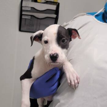 Rescue Mixed Breed Dogs for Adoption in Troy, Illinois - Simon | PetCurious