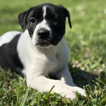 Labrador Retriever Dogs Available for Adoption - Aria | PetCurious