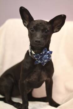 Frisky in NH. Come Meet our Adoptable Dogs Wednesday-Saturday. M -  Chihuahua Dog for Adoption in Manchester, New Hampshire - Frisky In NH. Come Meet Our Adoptable Dogs Wednesday-Saturday. M | PetCurious