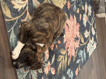 Boxer Dogs Available for Adoption - Jake 2026-70 | PetCurious