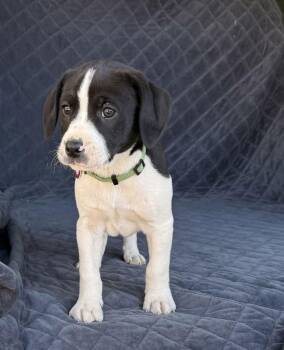 Labrador Retriever Dogs Available for Adoption - Dublin (M) | PetCurious