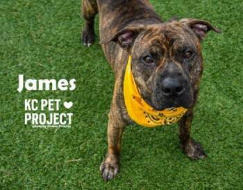 James -  Pit Bull Terrier and Mixed Breed Dog for Adoption in Kansas City, Missouri - James | PetCurious