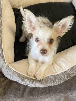 Razzle -  Maltese Dog for Adoption in Oakland, California - Razzle | PetCurious