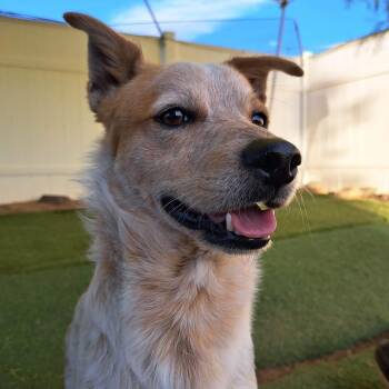 Corn Chip -  Australian Cattle Dog Blue Heeler and Dachshund Dog for Adoption in Agua Dulce, California - Corn Chip | PetCurious
