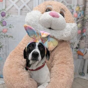 Lucy Lulu - Local Lady -  Mountain Cur and Pointer Dog for Adoption in Andover, Massachusetts - Lucy Lulu - Local Lady | PetCurious