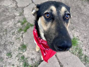 German Shepherd Dog and Mixed Breed Dogs Available for Adoption in Houston, Texas - BUONO | PetCurious