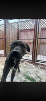 American Staffordshire Terrier Dogs Available for Adoption in Huntington, New York - MAJOR | PetCurious
