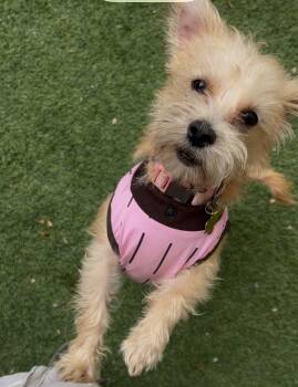 DIOR (adopt or foster) -  Terrier Dog for Adoption in Pasadena, California - DIOR (adopt Or Foster) | PetCurious