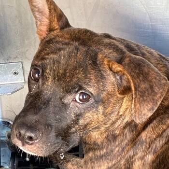 Tiny Fella -  Mixed Breed Dog for Adoption in Philadelphia, Pennsylvania - Tiny Fella | PetCurious