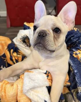 Sterling -  French Bulldog Dog for Adoption in Corona, California - Sterling | PetCurious