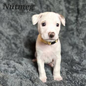 Rescue Mixed Breed Dogs for Adoption in Fairfax Station, Virginia - Nutmeg | PetCurious