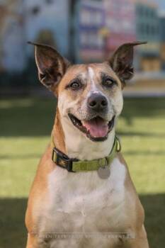 Mixed Breed Dogs Available for Adoption in Savannah, Georgia - Frasier | PetCurious