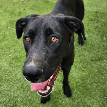 Great Dane and Black Labrador Retriever Dogs Available for Adoption in Austin, Texas - Benny JC | PetCurious