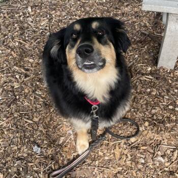 Mindy -  Mixed Breed Dog for Adoption in Briarcliff Manor, New York - Mindy | PetCurious