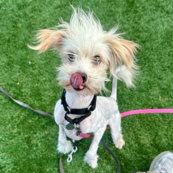 Sawsbuck -  Maltese and Miniature Poodle Dog for Adoption in Walnut Creek, California - Sawsbuck | PetCurious