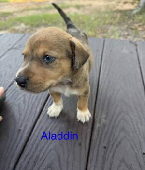 Aladdin -  Australian Cattle Dog Blue Heeler and Labrador Retriever Dog for Adoption in The Woodlands, Texas - Aladdin | PetCurious