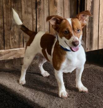 Rescue Beagle and Jack Russell Terrier Dogs for Adoption in Dalton, Georgia - Ketcher | PetCurious