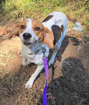 Alfred -  Beagle Dog for Adoption in Lexington, Massachusetts - Alfred | PetCurious