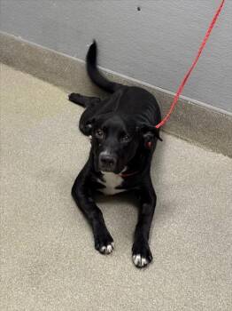 Rescue Labrador Retriever and Mixed Breed Dogs for Adoption in Las Vegas, Nevada - COOKIE MONSTER | PetCurious