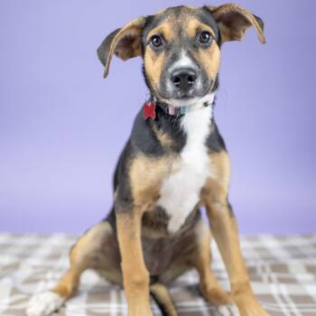 North -  Mixed Breed Dog for Adoption in Portland, Oregon - North | PetCurious