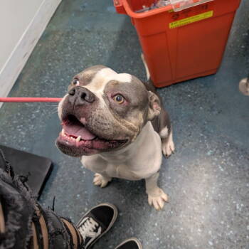 Rescue English Bulldog Dogs for Adoption in Chico, California - CHAD | PetCurious