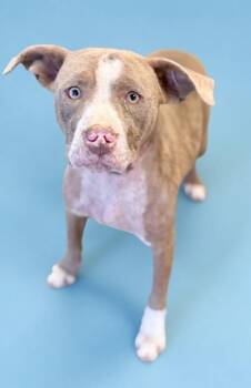 Pit Bull Terrier and Mixed Breed Dogs Available for Adoption in Bowling Green, Kentucky - Trigger | PetCurious