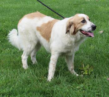 Dale (12204) -  Great Pyrenees Dog for Adoption in Heath, Ohio - Dale (12204) | PetCurious