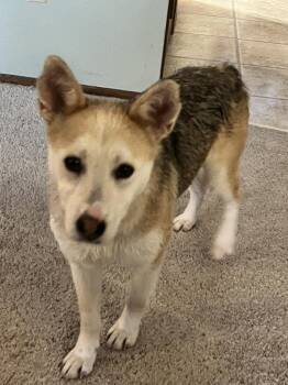Husky Dogs Available for Adoption - Hera | PetCurious