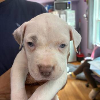 Flashcard -  Pit Bull Terrier Dog for Adoption in Northbrook, Illinois - Flashcard | PetCurious