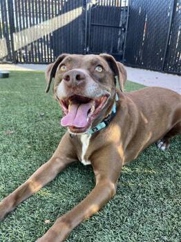 Rescue American Staffordshire Terrier Dogs for Adoption in Elk Grove, California - Bruno | PetCurious