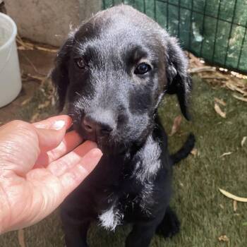 Christian -  Poodle and Black Labrador Retriever Dog for Adoption in Escondido, California - Christian | PetCurious