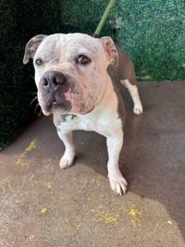 61362239 -  Pit Bull Terrier and Mixed Breed Dog for Adoption in El Paso, Texas - 61362239 | PetCurious