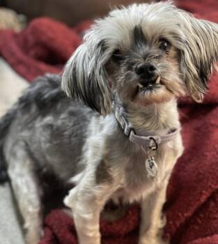 Charlie -  Yorkshire Terrier and Shih Tzu Dog for Adoption in Mead, Colorado - Charlie | PetCurious