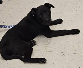 Black Labrador Retriever Dogs Available for Adoption in Cincinnati, Ohio - Riot | PetCurious