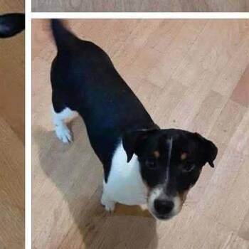 Jack Russell Terrier Dogs Available for Adoption in Rochester, Minnesota - Panda | PetCurious