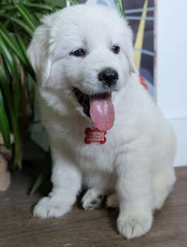 Great Pyrenees Dogs Available for Adoption in Kiowa, Oklahoma - Celeste | PetCurious