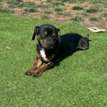 Miniature Pinscher and Dachshund Dogs Available for Adoption - Jesse | PetCurious