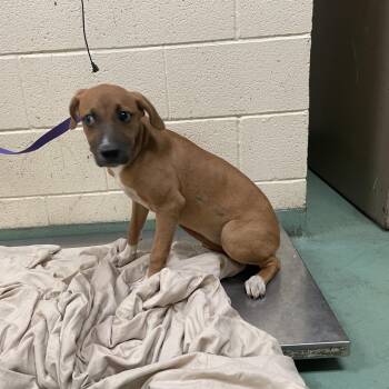 Courtney -  Mixed Breed Dog for Adoption in Memphis, Tennessee - Courtney | PetCurious