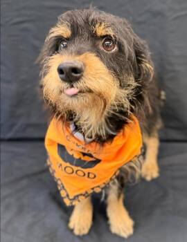 Chocolate -  Schnauzer and Dachshund Dog for Adoption in Sedalia, Colorado - Chocolate | PetCurious