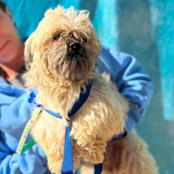 Luke -  Shih Tzu Dog for Adoption in Campton Hills, Illinois - Luke | PetCurious