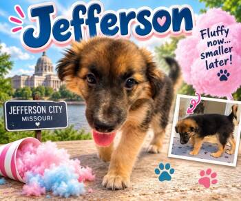 Jefferson -  Mixed Breed Dog for Adoption in Mesa, Arizona - Jefferson | PetCurious