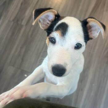 Browoncé -  Jack Russell Terrier Dog for Adoption in Dallas, Texas - Browoncé | PetCurious
