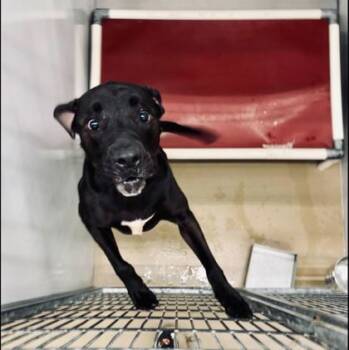 Rescue Pit Bull Terrier and Mixed Breed Dogs for Adoption in Knoxville, Tennessee - Samoa | PetCurious