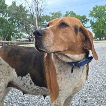 Birtha Earle -  Treeing Walker Coonhound Dog for Adoption in Pekin, Illinois - Birtha Earle | PetCurious