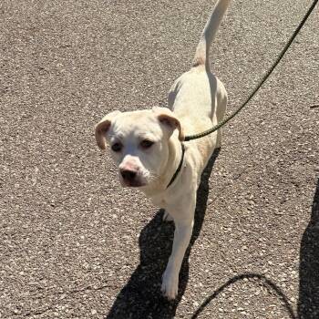 Shiloh -  Mixed Breed Dog for Adoption in Brookhaven, New York - Shiloh | PetCurious