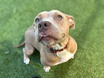 Honey Mustard -  American Bulldog and Mixed Breed Dog for Adoption in Gainesville, Florida - Honey Mustard | PetCurious
