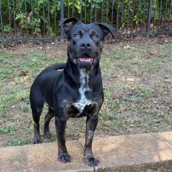 Rescue Mixed Breed Dogs for Adoption in Brownsboro, Alabama - Alfred | PetCurious