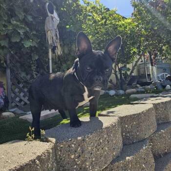 Francesca -  French Bulldog and American Bulldog Dog for Adoption in Turlock, California - Francesca | PetCurious