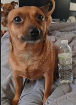 Rescue Chihuahua Dogs for Adoption in Edgecliff Village, Texas - ROBIN | PetCurious